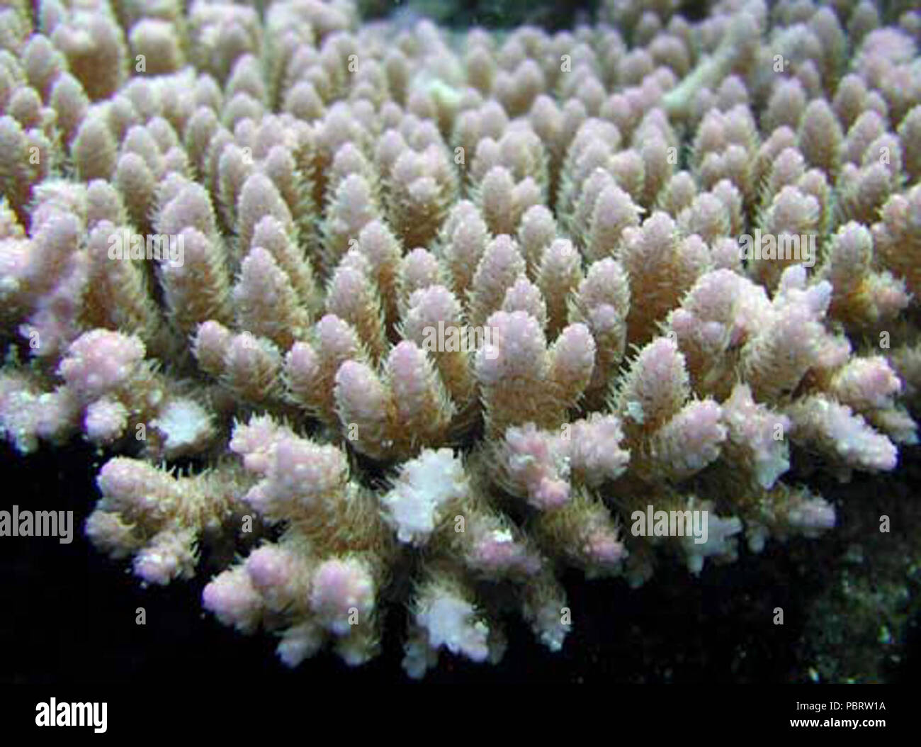 Acropora cytherea coralitos. Stock Photo