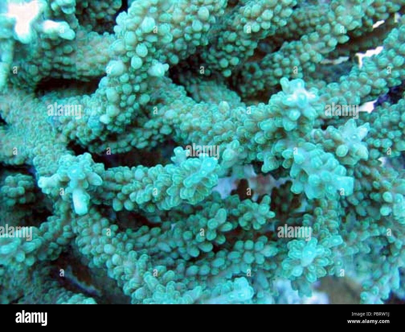 Acropora divaricata coralitos 3. Stock Photo