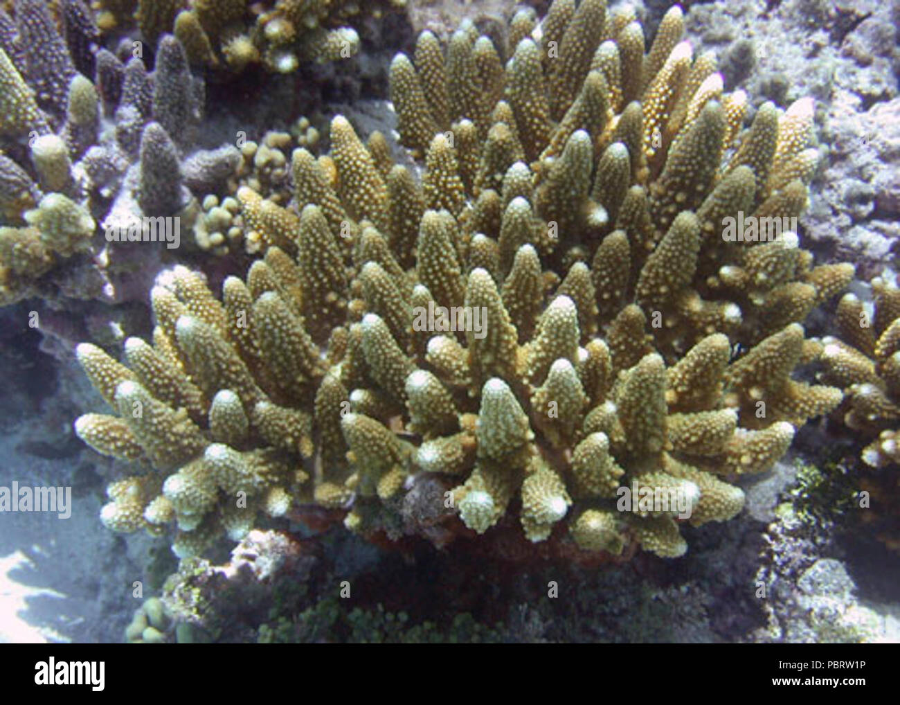 Acropora gemmifera Samoa Stock Photo - Alamy