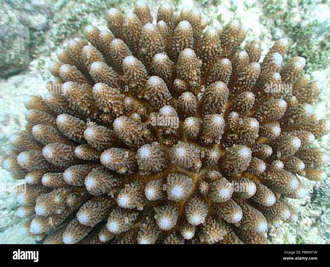 Acropora humilis Samoa. Stock Photo