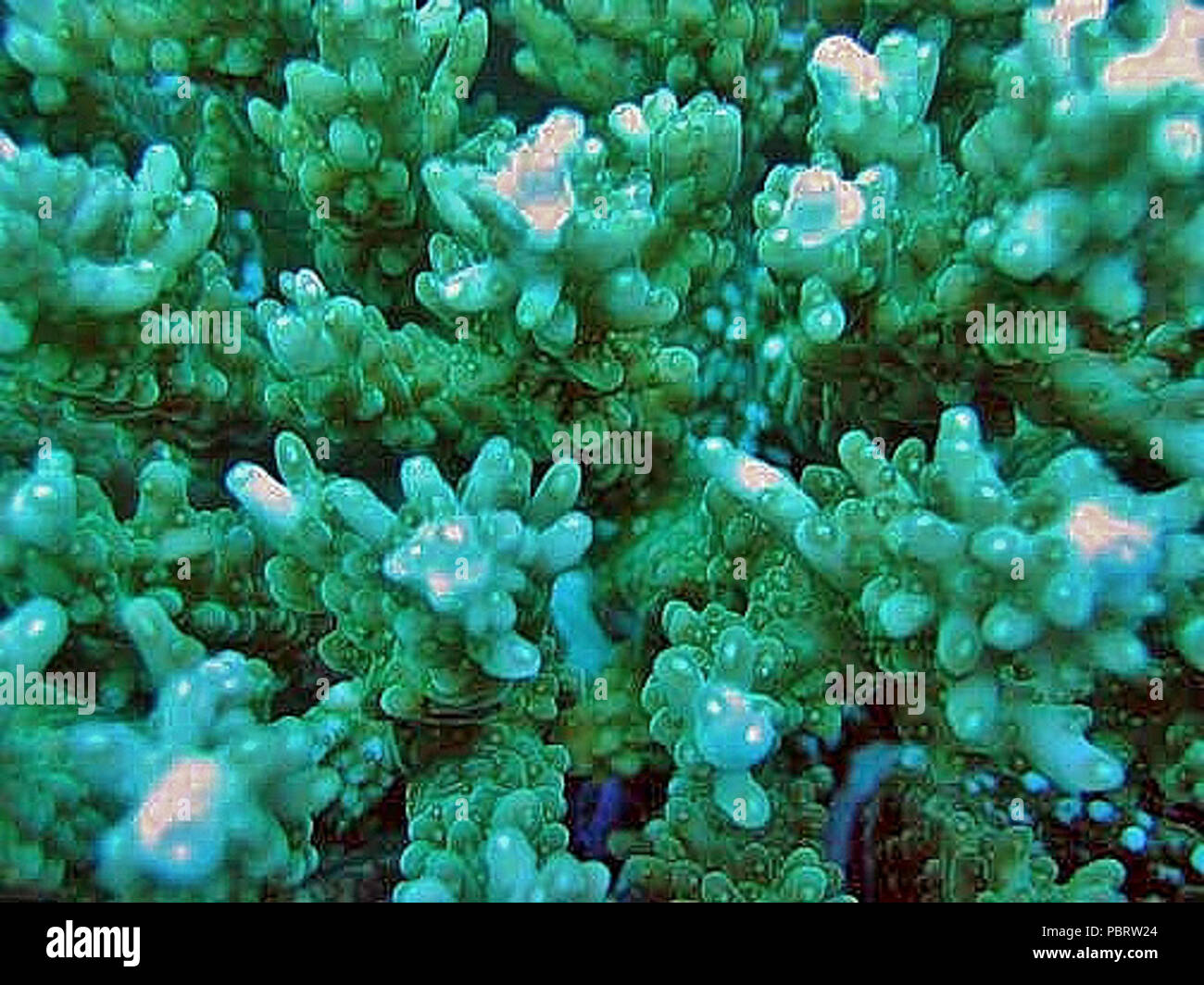 Acropora listeri coralitos 3. Stock Photo