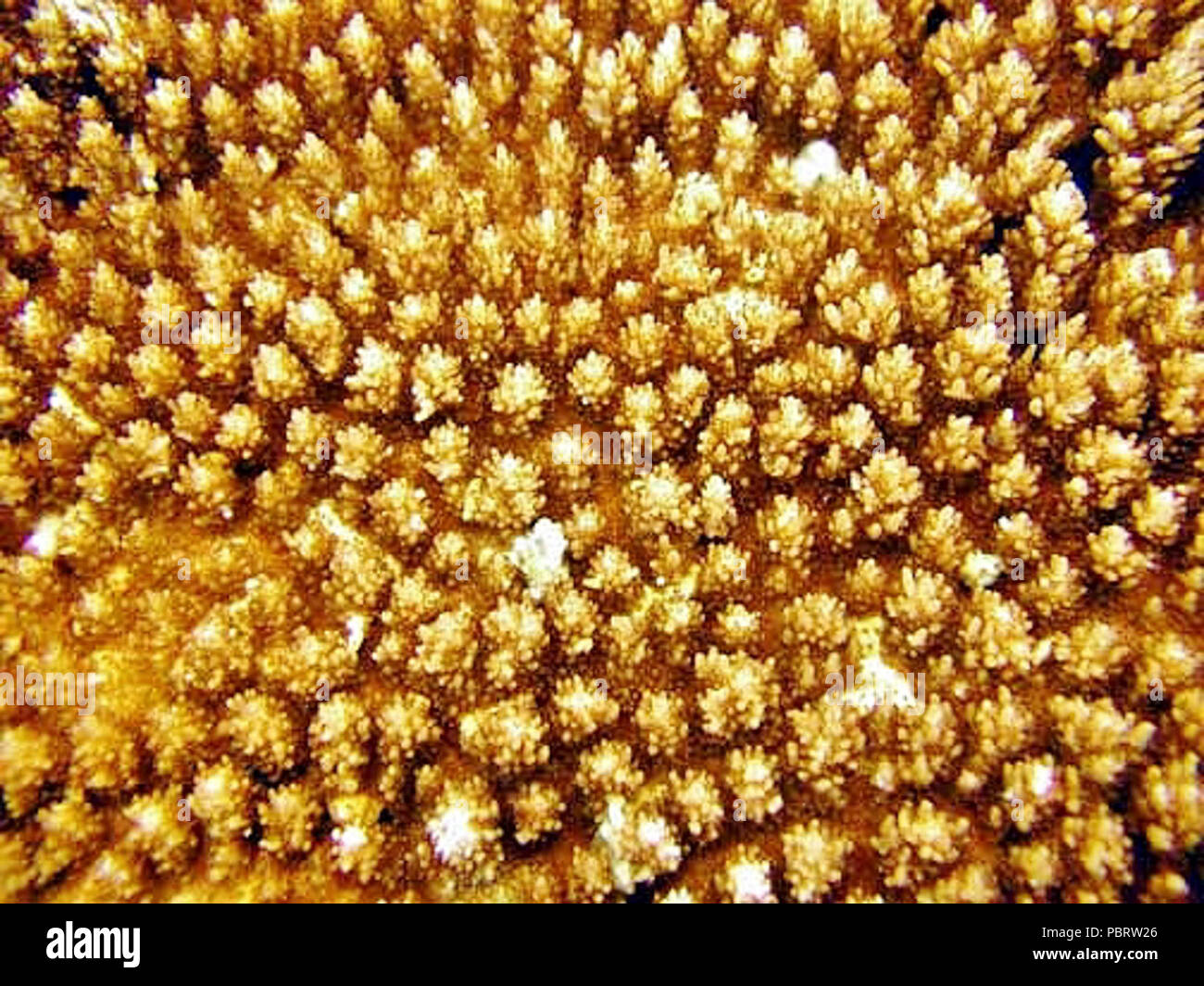 Acropora microclados coralitos 2. Stock Photo