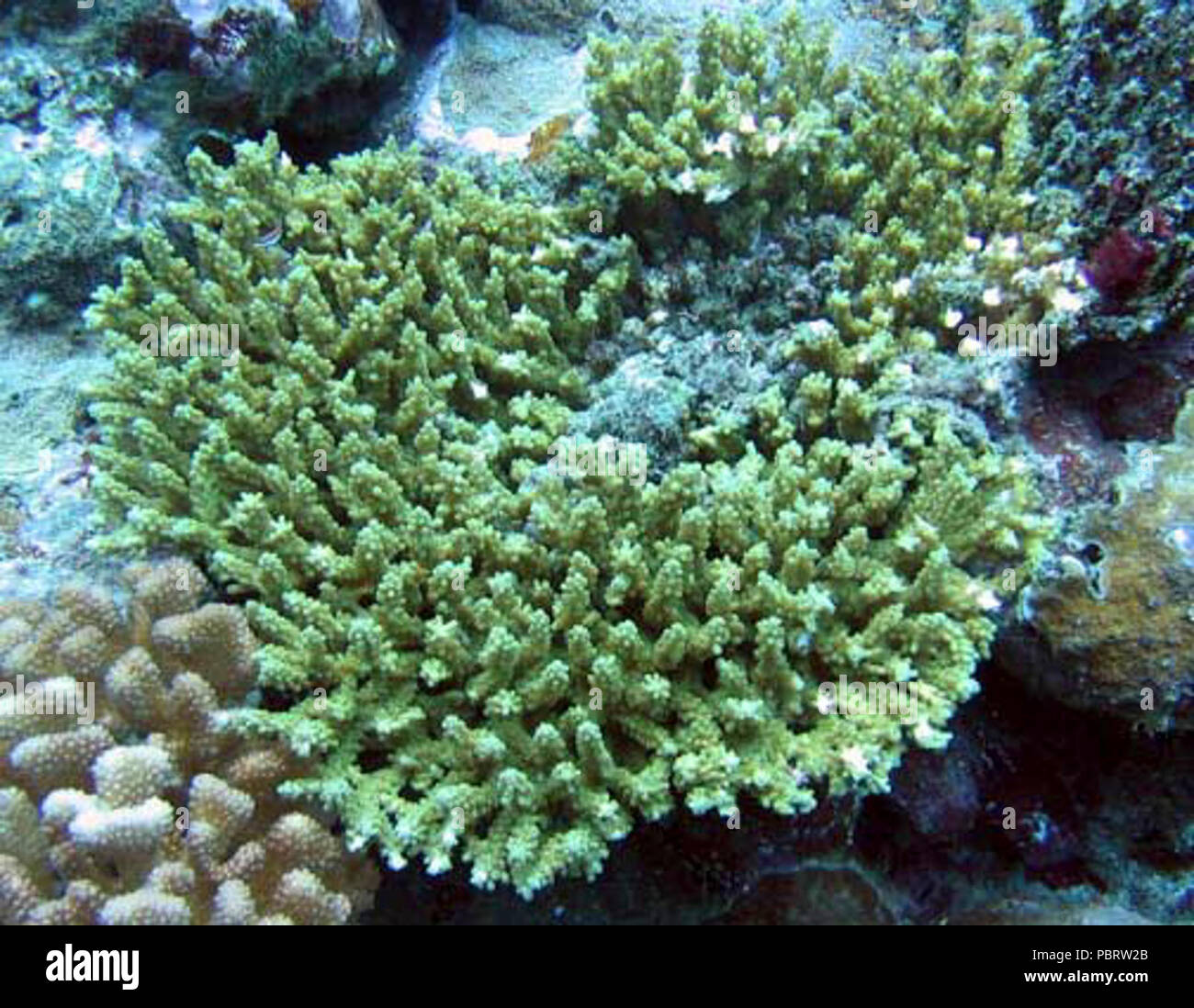Acropora nasuta Samoa. Stock Photo