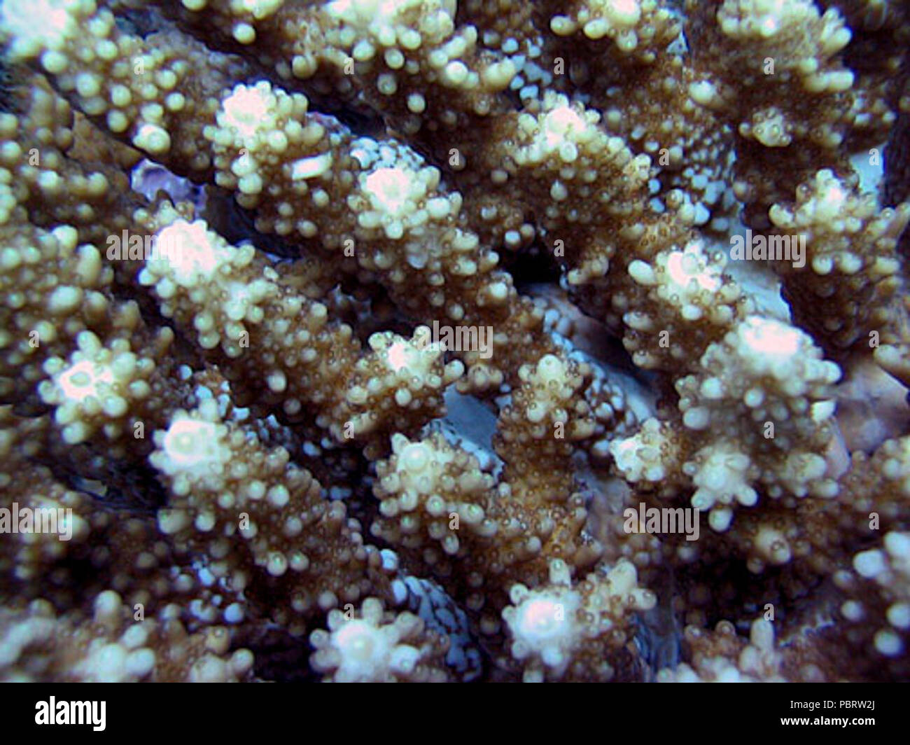 Acropora retusa coralitos. Stock Photo