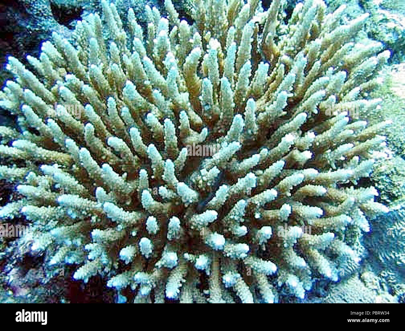 Acropora subulata Samoa A. Stock Photo