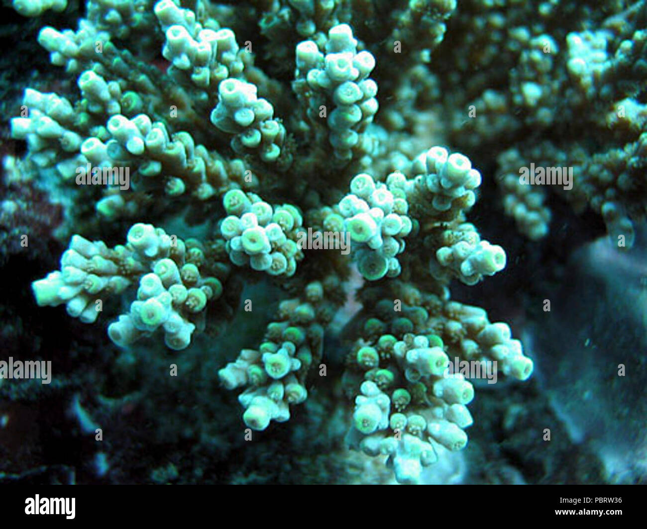 Acropora tenuis coralitos. Stock Photo