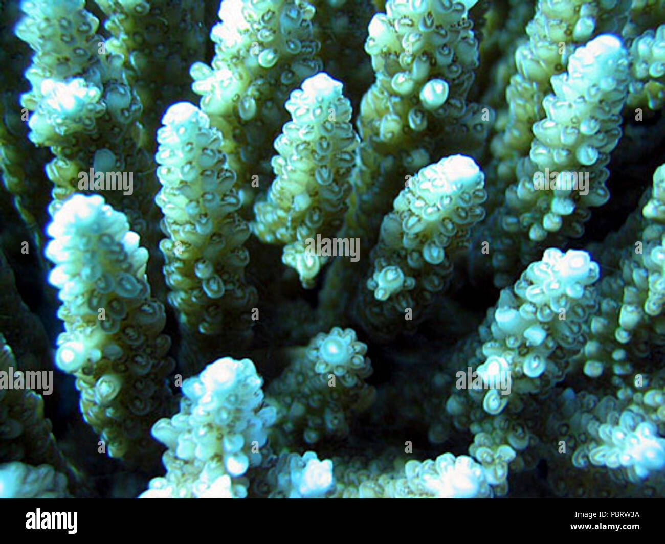 Acropora valida coralitos. Stock Photo