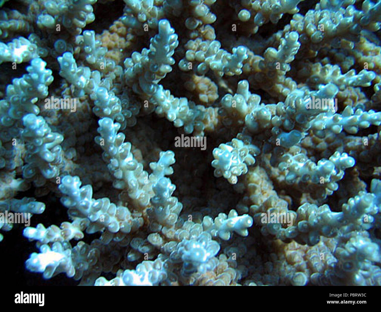 Acropora vaughani coralitos. Stock Photo