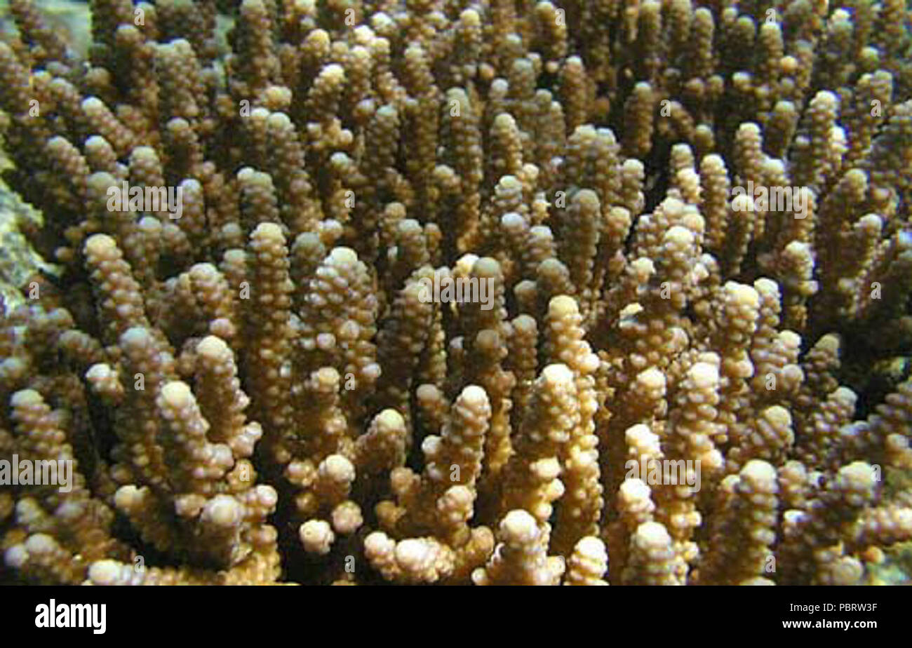 Acropora verweyi coralitos. Stock Photo