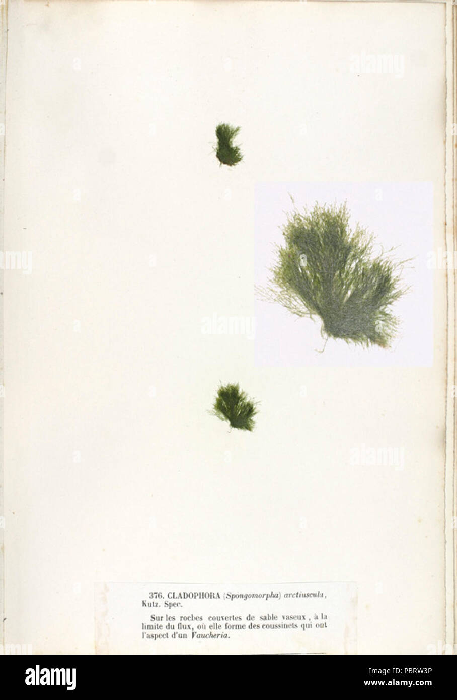 Acrosiphonia arcta 3 Crouan. Stock Photo
