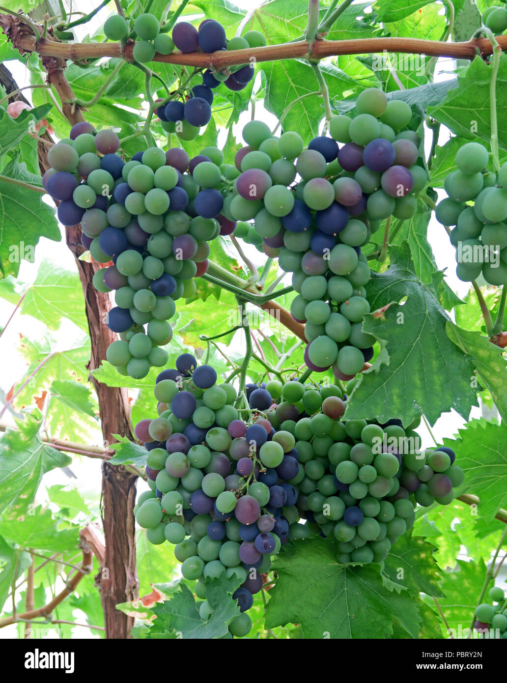 Ripening grapes on a vine, Grappenhall Heys Walled Garden, South Warrington, Cheshire, North West England, UK Stock Photo