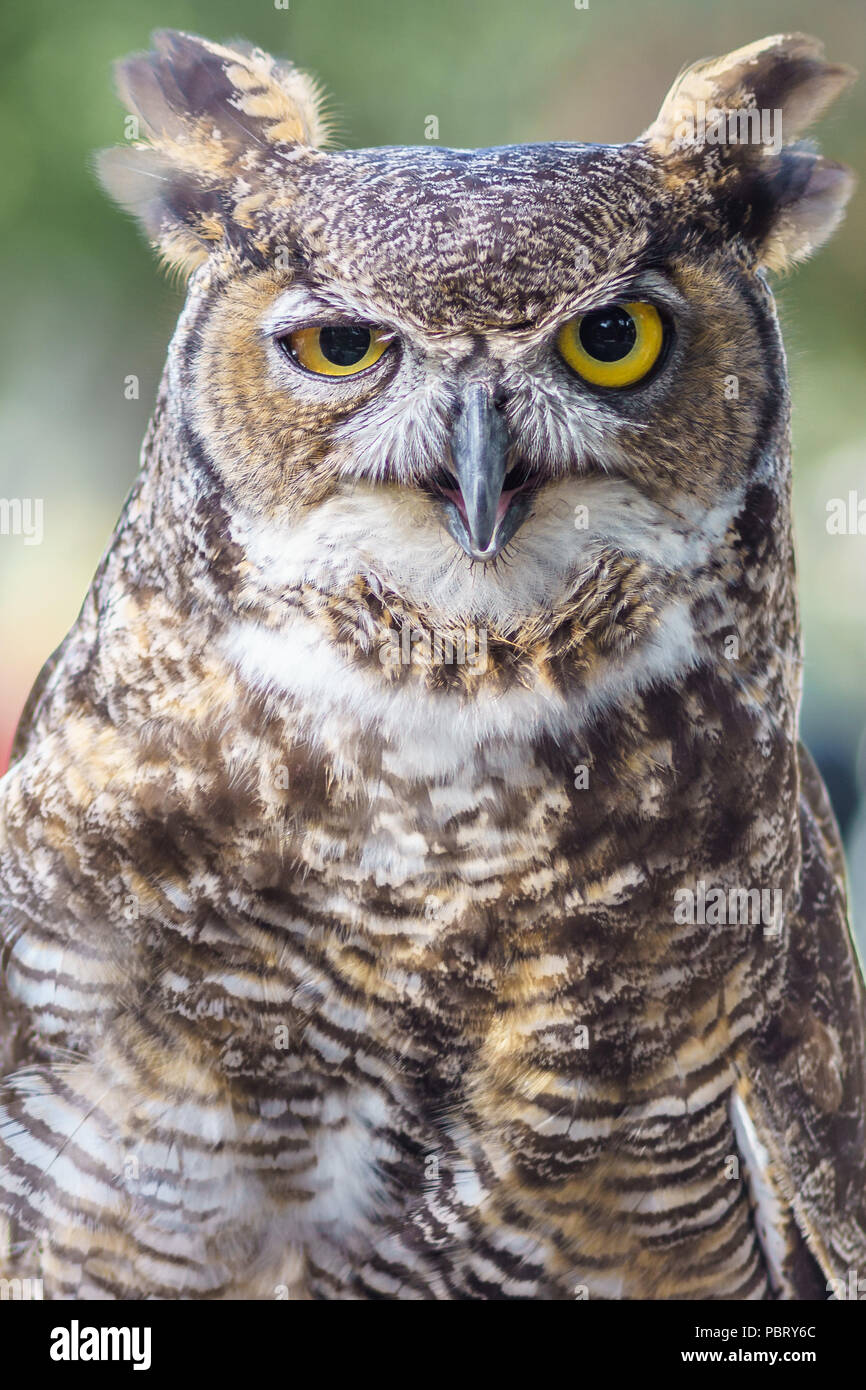 Annoyed animals hi-res stock photography and images - Alamy
