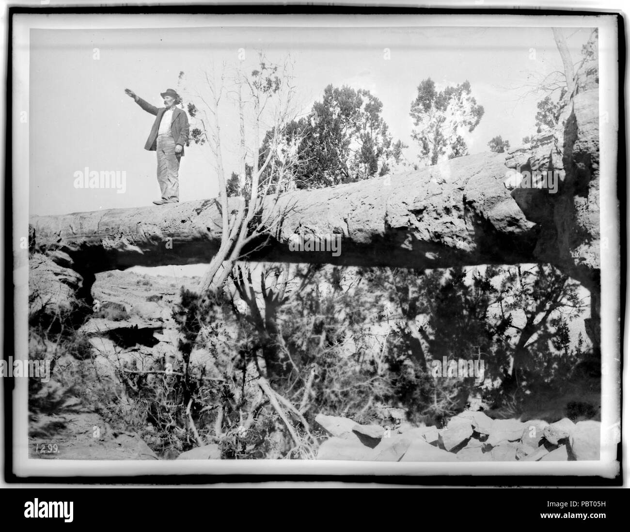 Adam Harmer, first Superintendent of the Petrified Forest of Arizona, standing on a tree bridge, ca.1900 (CHS-1299). Stock Photo