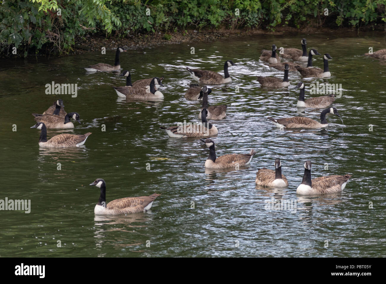 Flock of Canada Geese swimming along the River Thames at Windsor Stock Photo