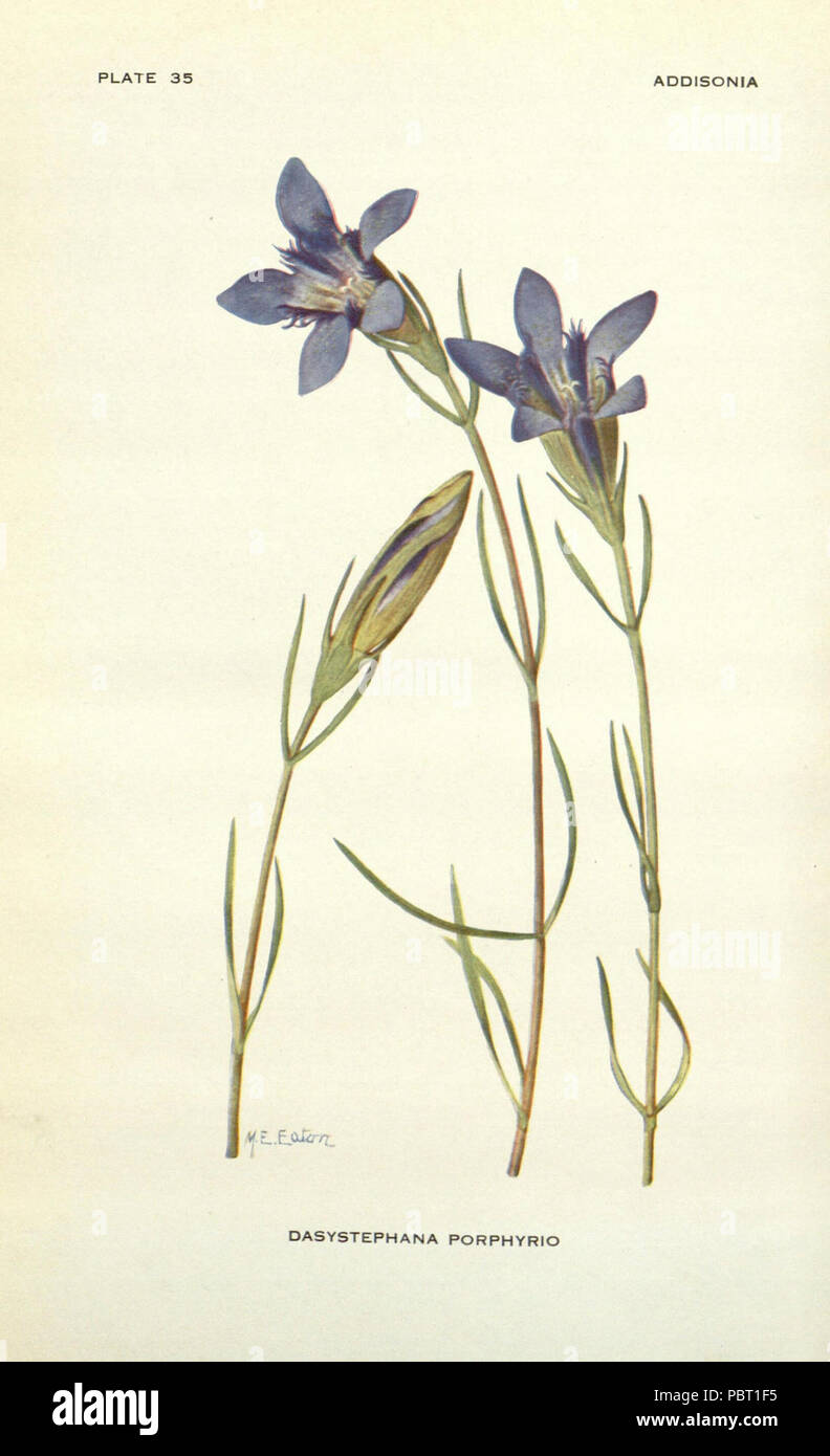 Addisonia : New York :New York Botanical Garden,1916-[1964] Stock Photo ...