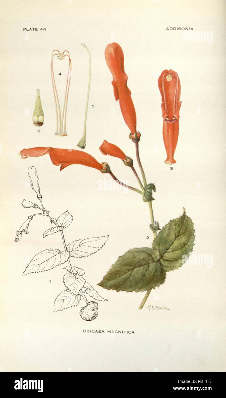Addisonia : New York :New York Botanical Garden,1916-[1964] Stock Photo ...