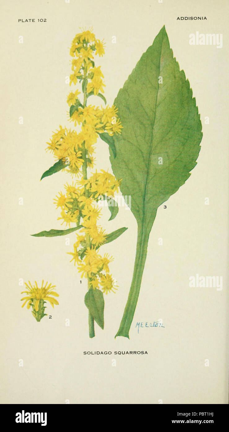 Addisonia : New York :New York Botanical Garden,1916-[1964] Stock Photo ...