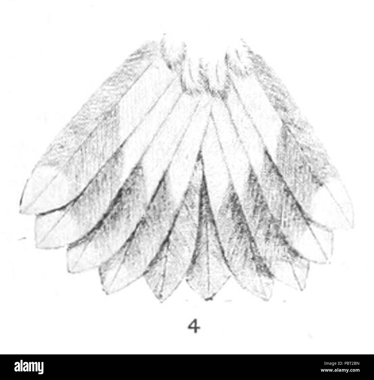 Adelomyia melanogenys maculata tail (1) 1894. Stock Photo
