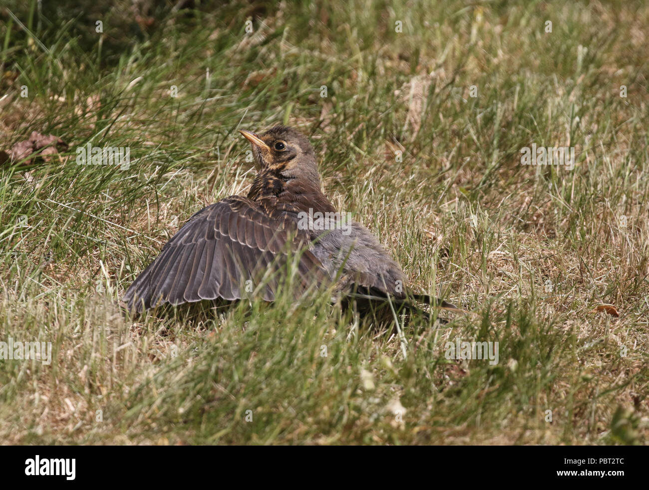 Bird sunning itself hires stock photography and images Alamy