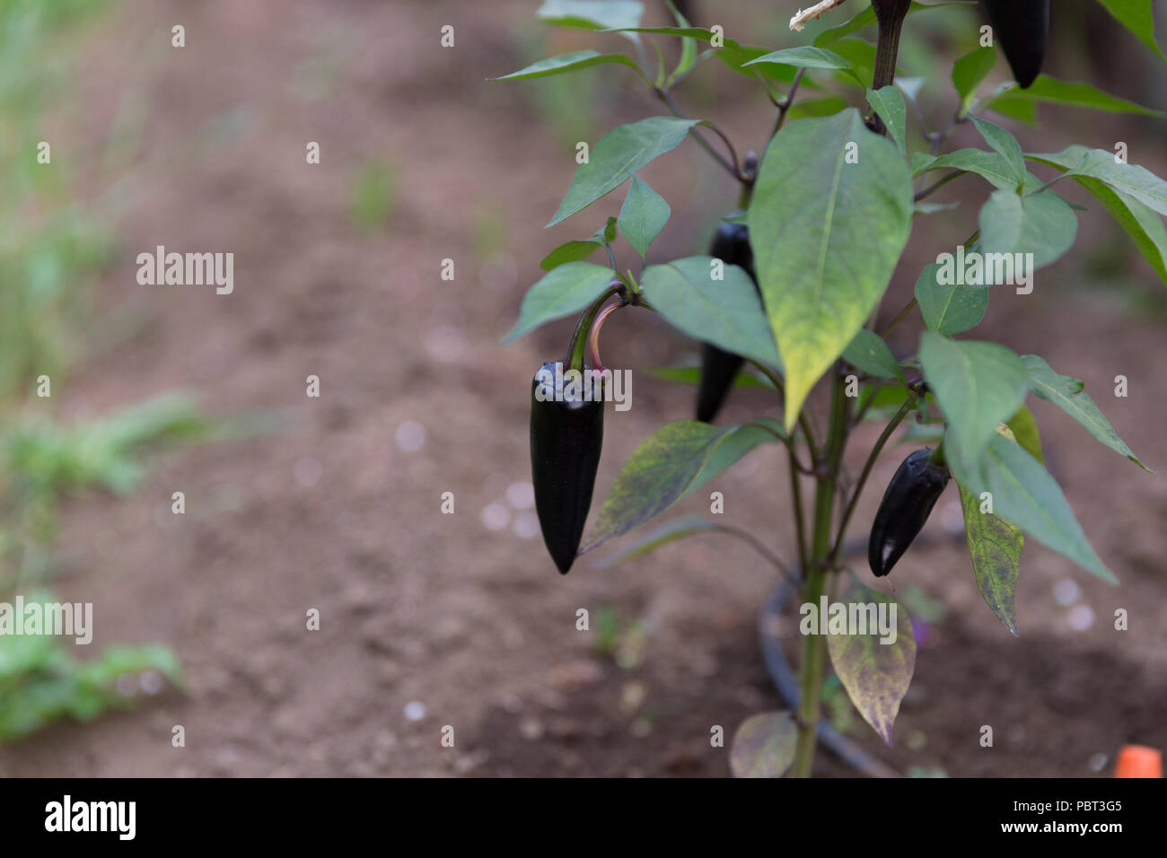 Chili pepper growing. Chili farm, agriculture Stock Photo Alamy
