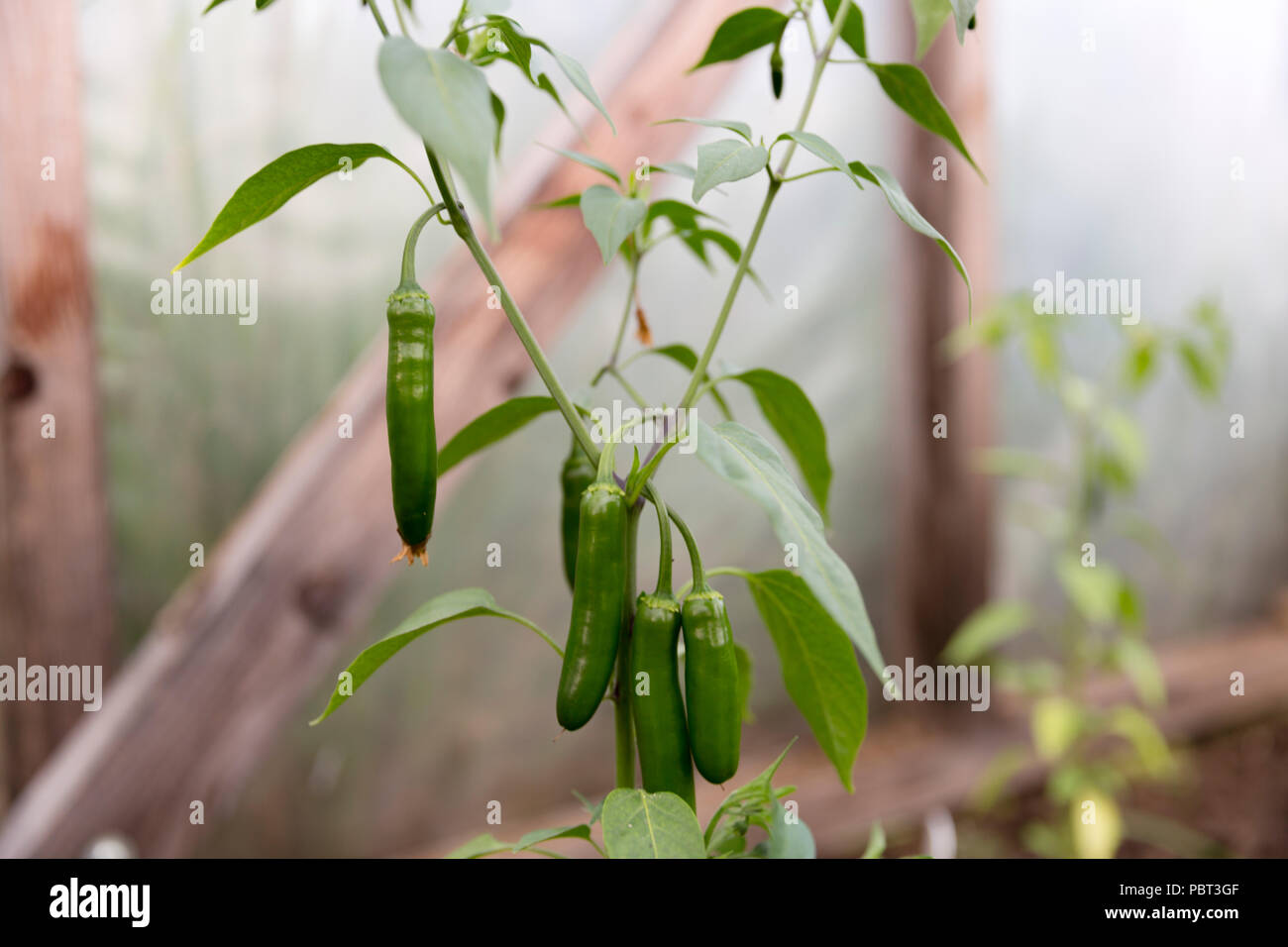 Chili pepper growing. Chili farm, agriculture Stock Photo Alamy