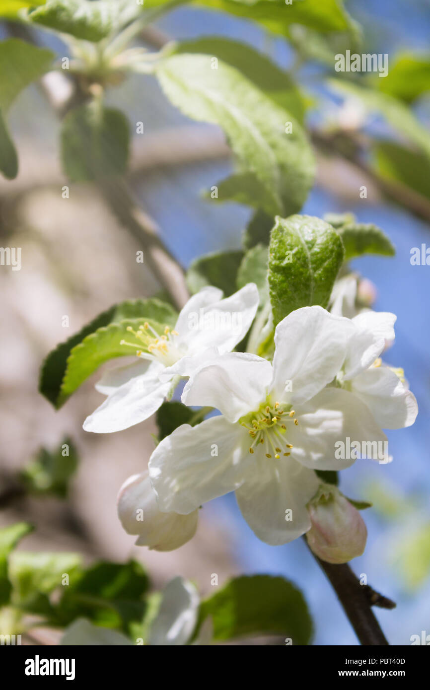 Apple flower hires stock photography and images Alamy