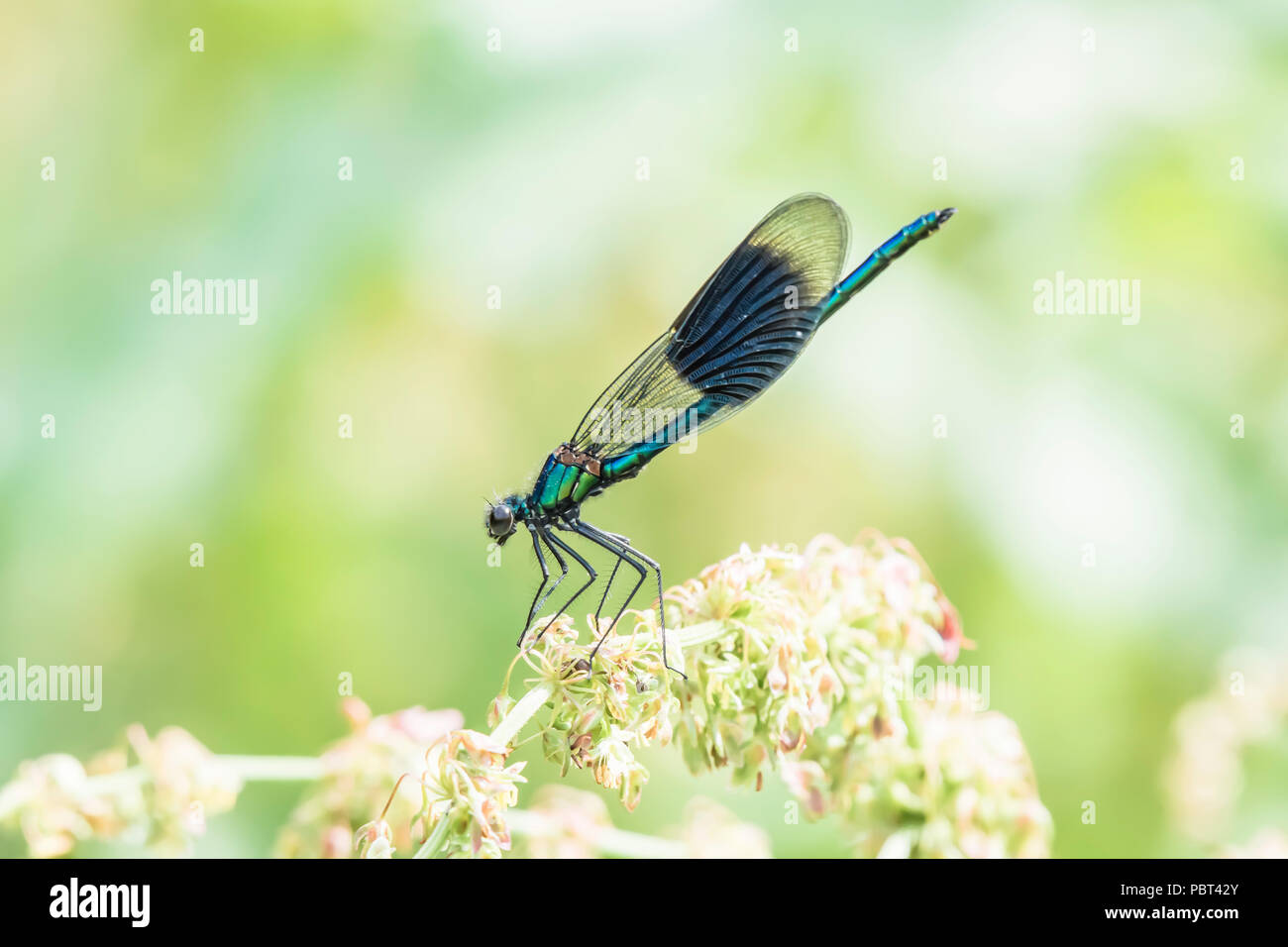 Banded demoiselle, Calopteryx splendens male , sitting on plant.Popular, colourful insect widespread on british river banks.Wildlife Uk.Copy space. Stock Photo