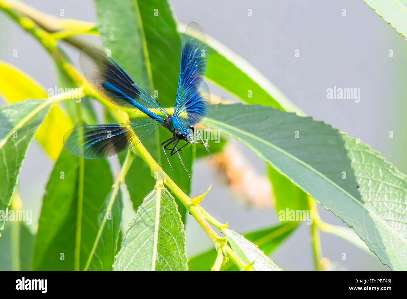 Banded demoiselle, Calopteryx splendens male in flight, attempting to land on plant leaf.Popular, colourful insect widespread on british river banks. Stock Photo