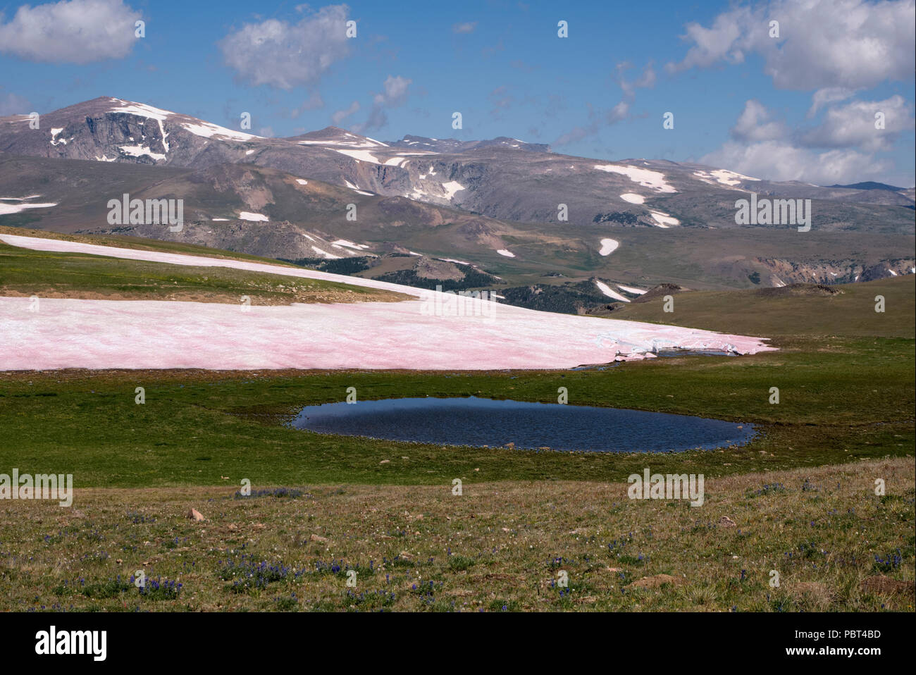 Small pond and tundra in the Beartooth Mountains of Montana Stock Photo