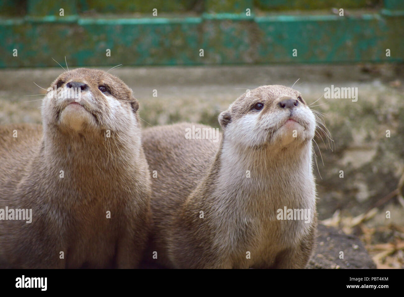 Otters At Paradise Wildlife Park Stock Photo Alamy otters-at-paradise-wildlife-park-stock-photo-alamy
