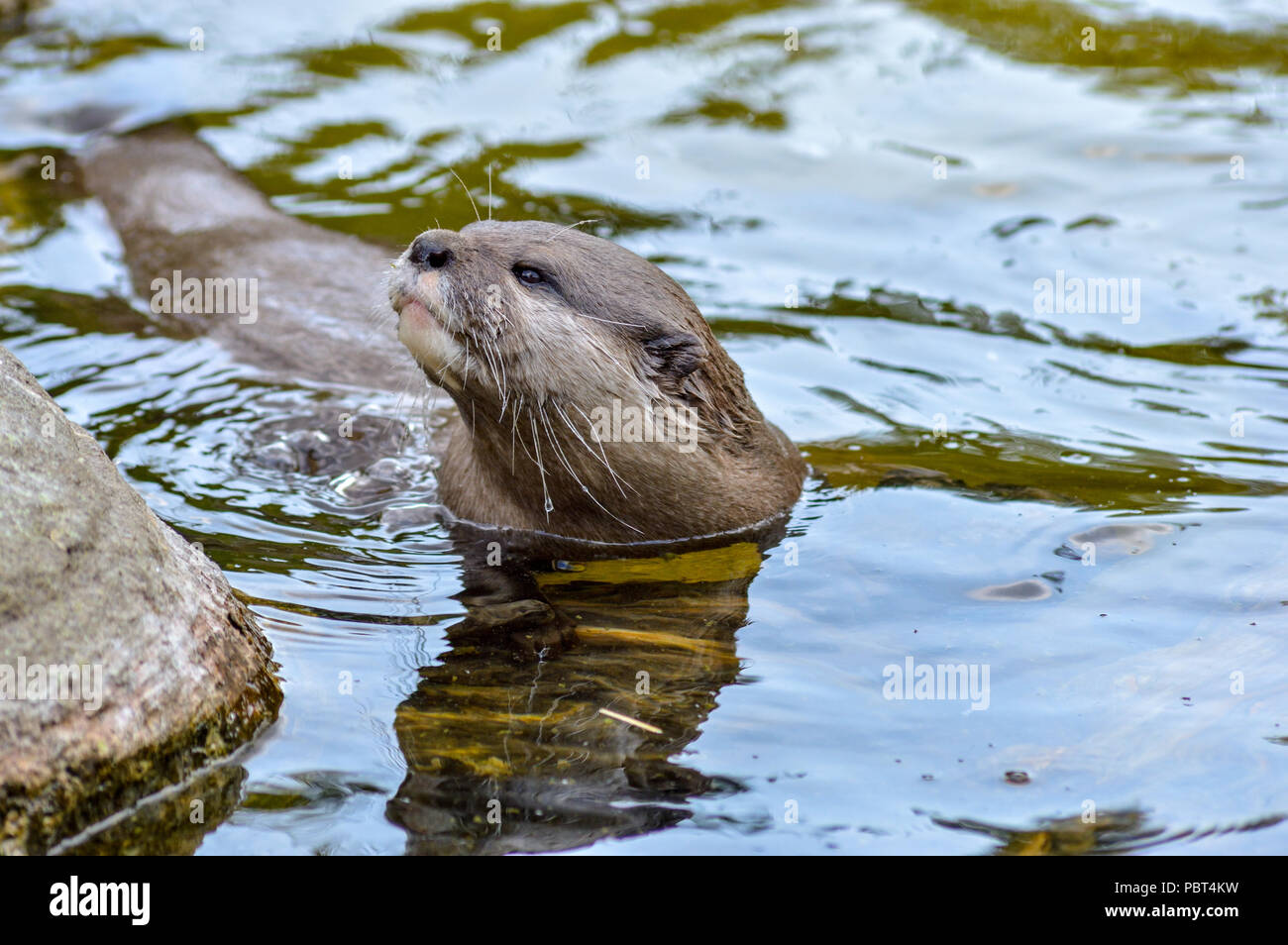Paradise wildlife park hi-res stock photography and images - Alamy