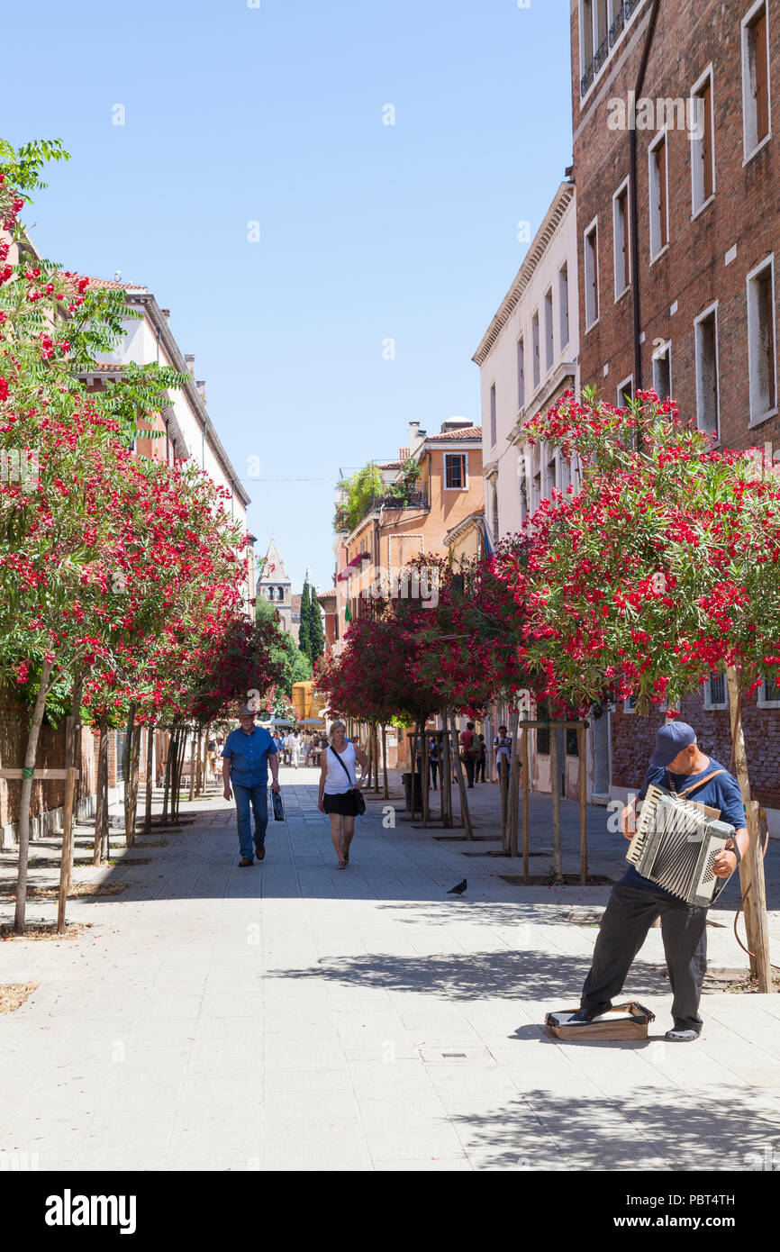 Busker playing an accordion in Rio Terra Foscarini Dorsoduro, Venice, Veneto, Italy in an avenue lined with red oleander flowers in spring. Stock Photo
