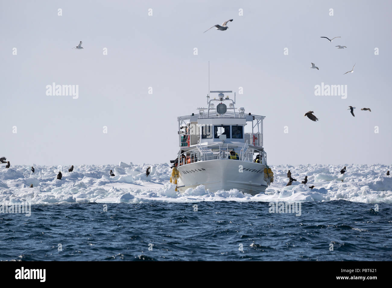 Asia, Japan, Hokkaido, Rausu, Shiretoko Peninsula. Steller's sea eagles wild Haliaeetus pelagicus. Sightseeing boat. Stock Photo