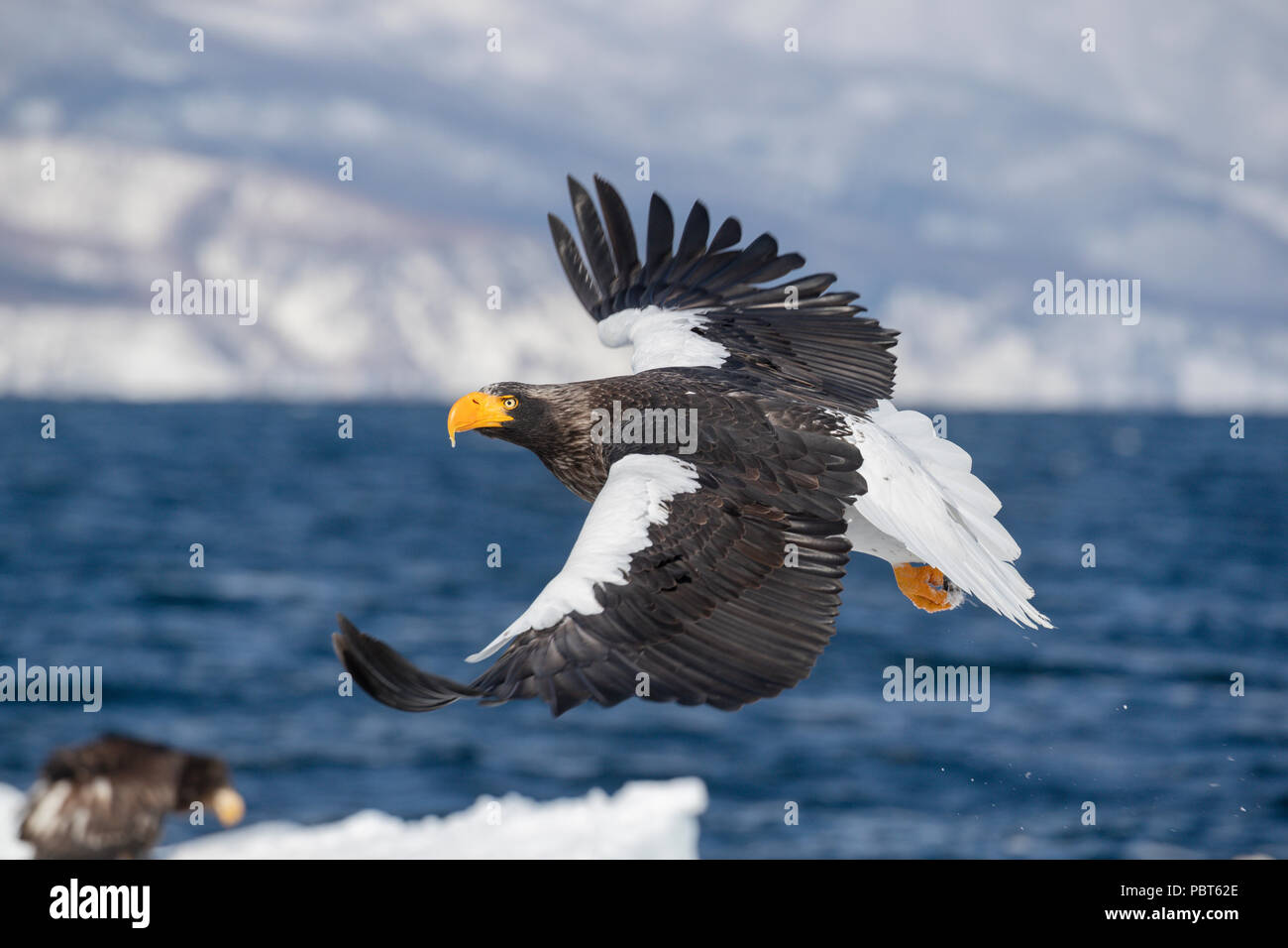 Asia, Japan, Hokkaido, Rausu, Shiretoko Peninsula. Steller's sea eagles wild Haliaeetus pelagicus. Stock Photo