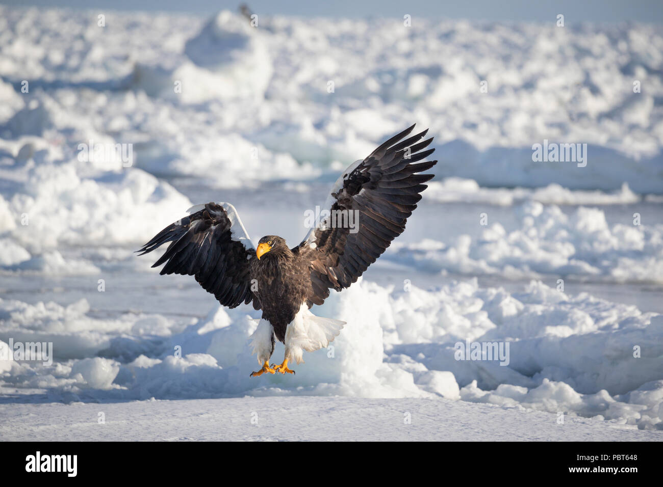 Asia, Japan, Hokkaido, Rausu, Shiretoko Peninsula. Steller's sea eagle, wild Haliaeetus pelagicus. Stock Photo