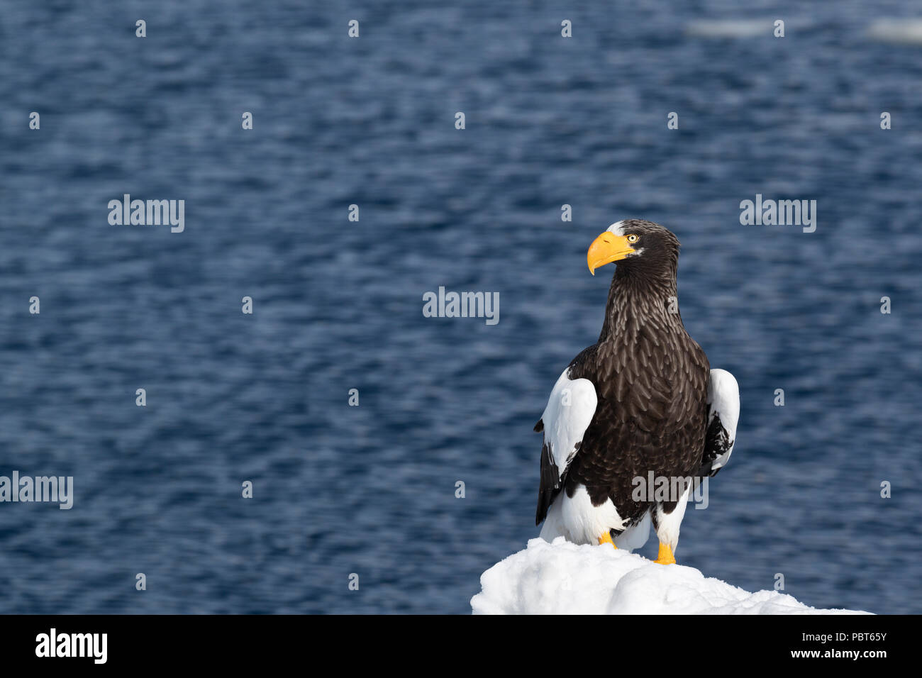 Asia, Japan, Hokkaido, Rausu, Shiretoko Peninsula. Steller's sea eagle perched on ice, wild Haliaeetus pelagicus. Stock Photo