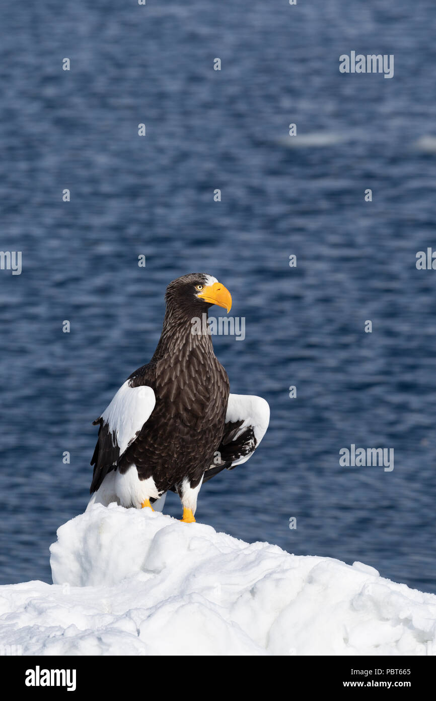 Asia, Japan, Hokkaido, Rausu, Shiretoko Peninsula. Steller's sea eagle perched on ice, wild Haliaeetus pelagicus. Stock Photo