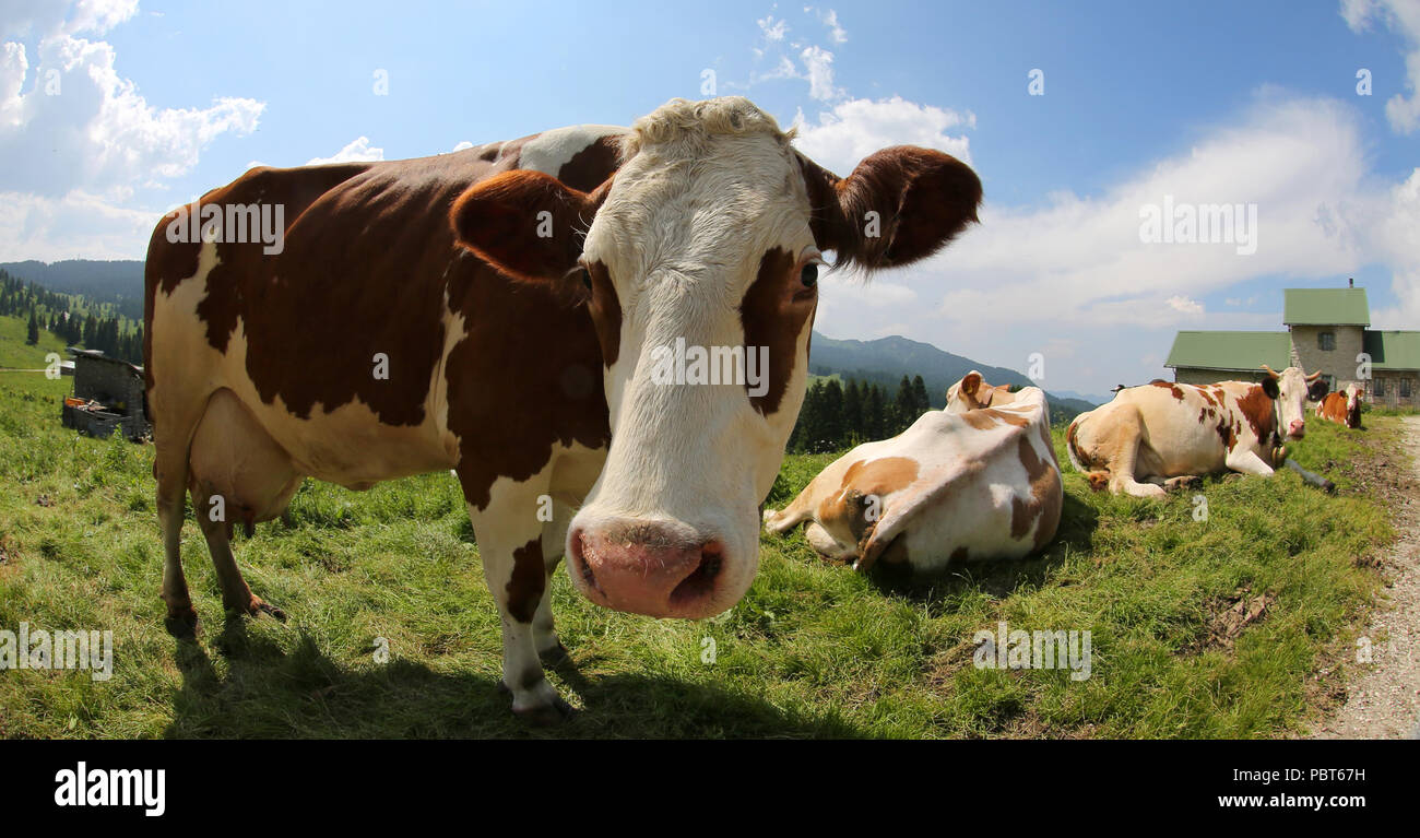 Cow fish eye lens hi-res stock photography and images - Alamy