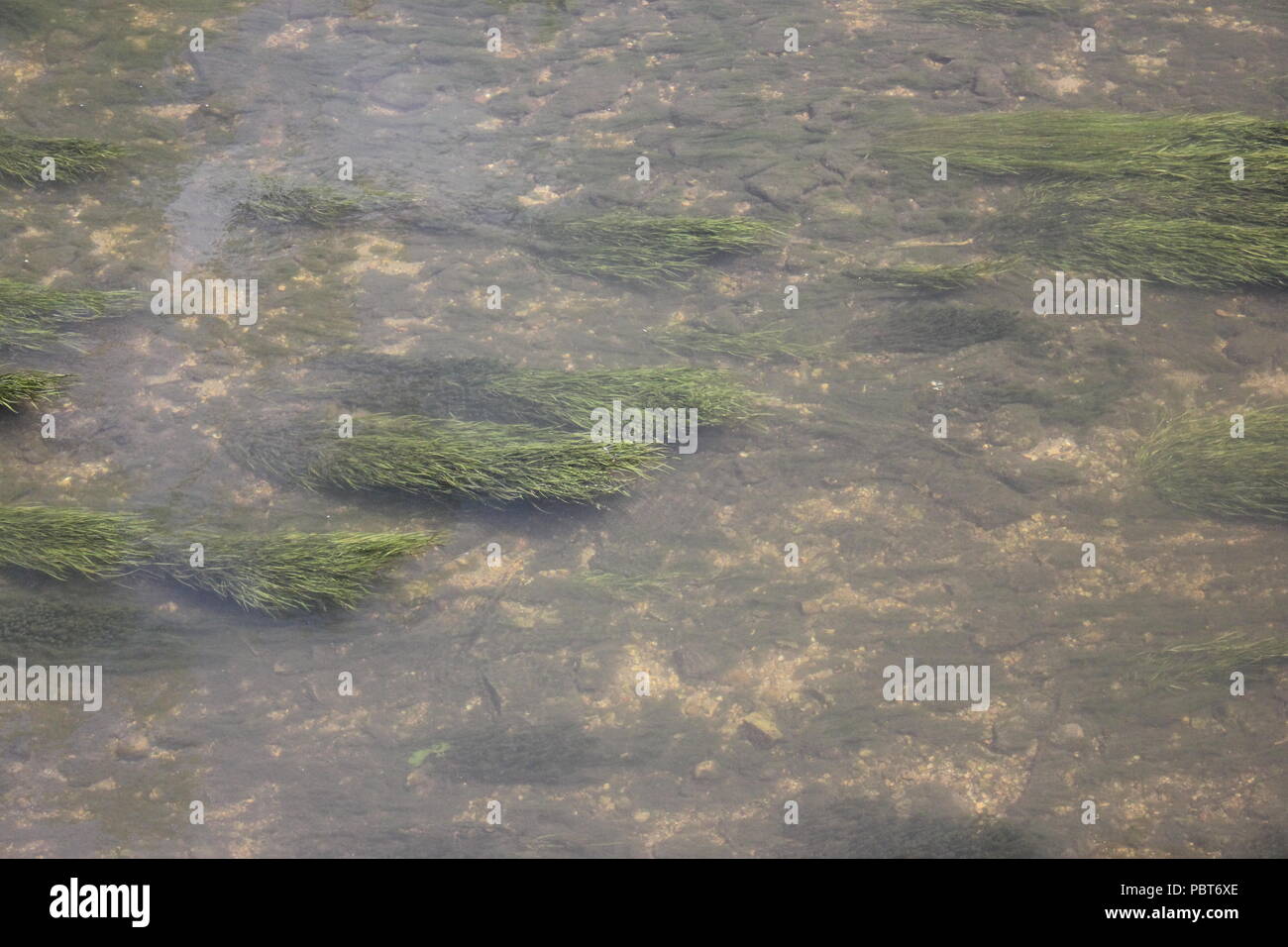Slow moving current in the dupage River on the River walk at the Chicago suburb Naperville, Illinois. Stock Photo