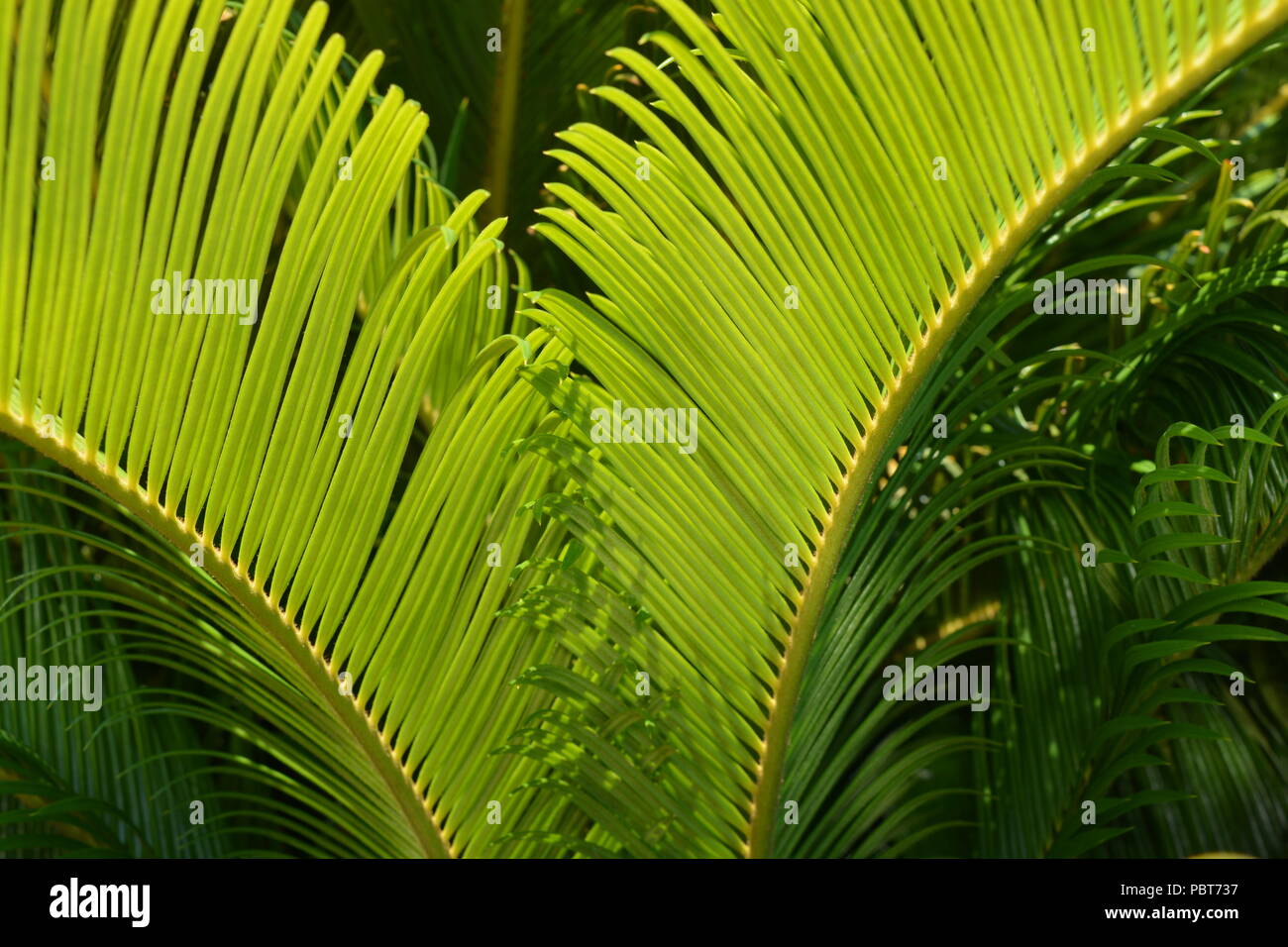 Sago palm, Cycas revoluta, underside of fronds Stock Photo