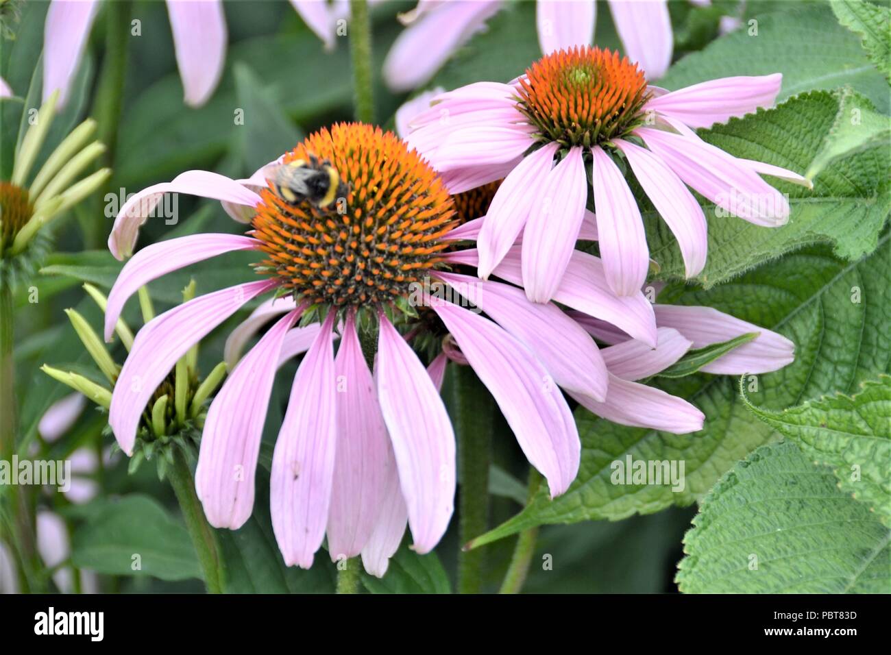 Beautiful Bee with Echinacea Stock Photo - Alamy