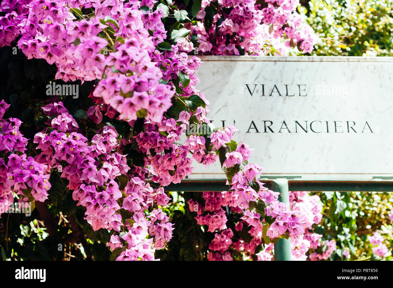 pink flowers in Borgia garden in rome Stock Photo