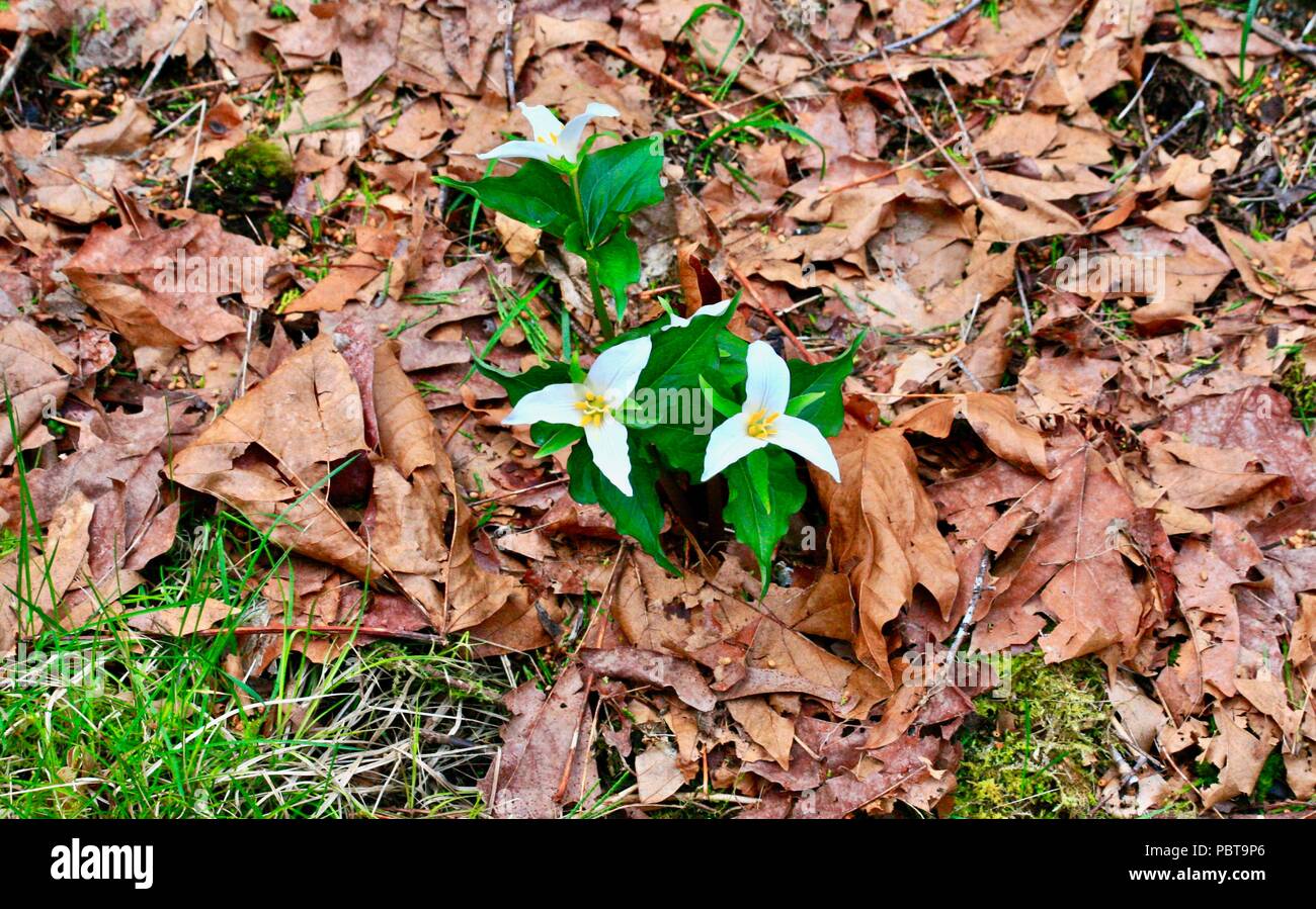 trillum flowers with dead leaves in forest setting Stock Photo