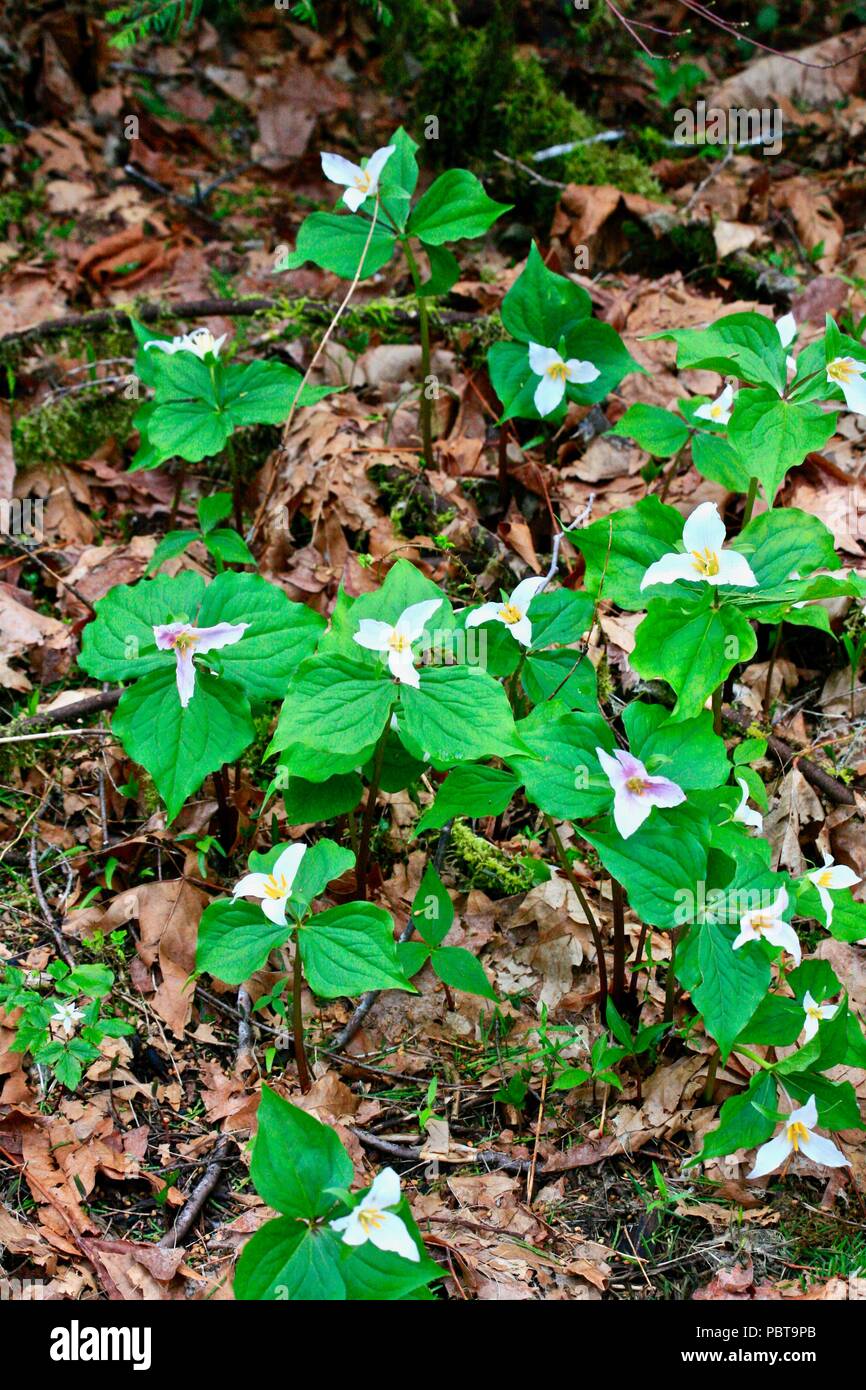 Multiple Trillum flower cluster with dead leaves in forest setting Stock Photo