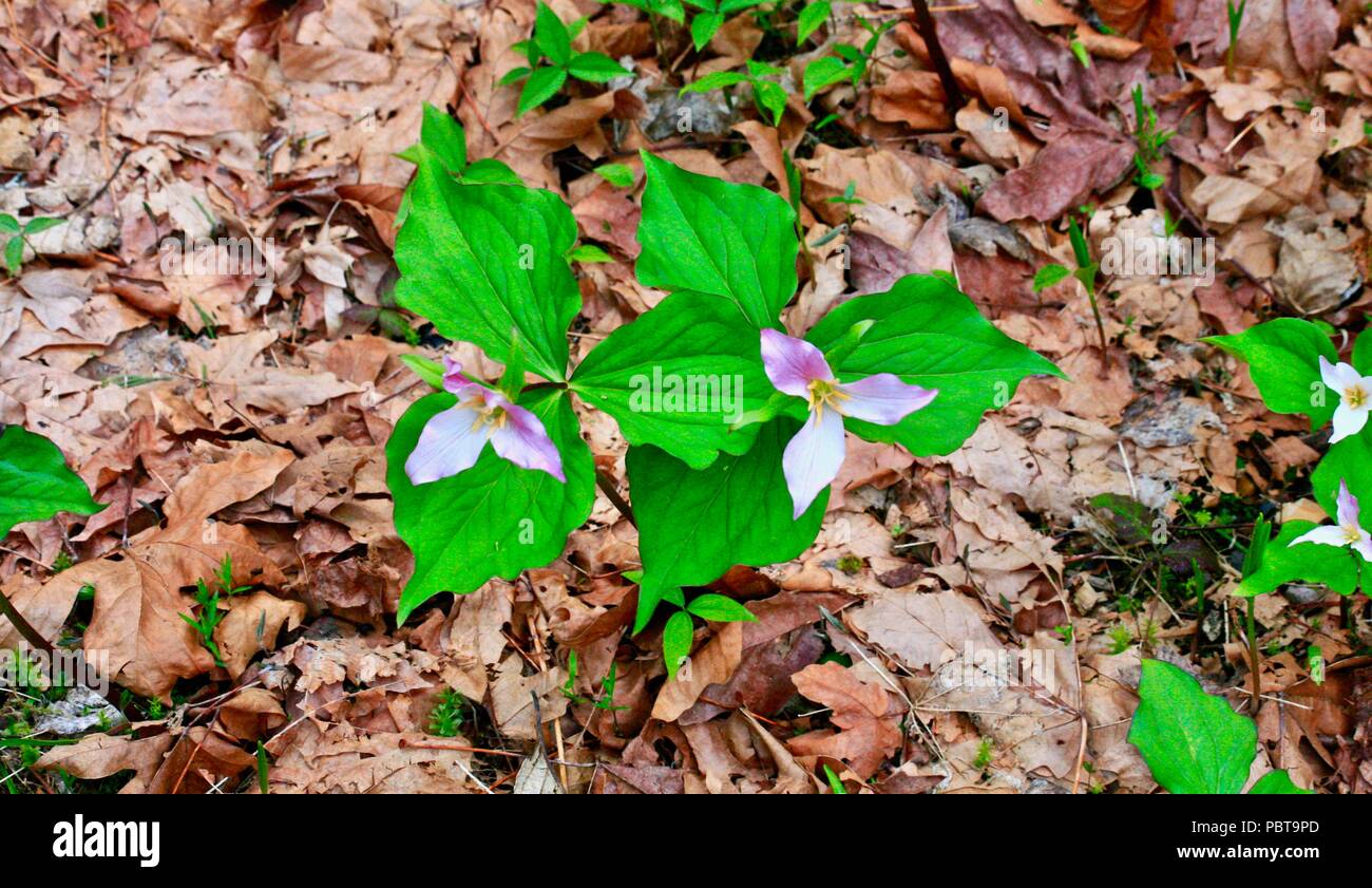 Trillium flowers with dead leaves in forest setting Stock Photo