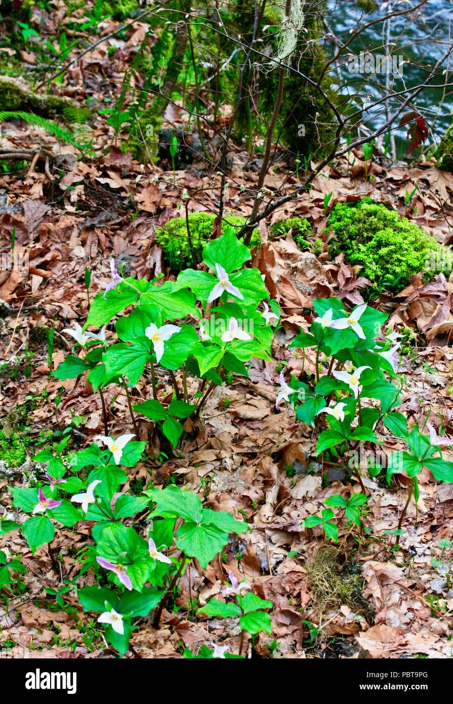 Trillium flower with ferns and dead leaves in forest setting Stock Photo