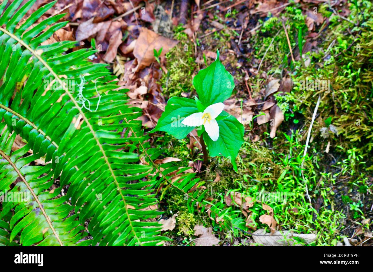 Trillium flower with ferns and dead leaves in forest setting Stock Photo