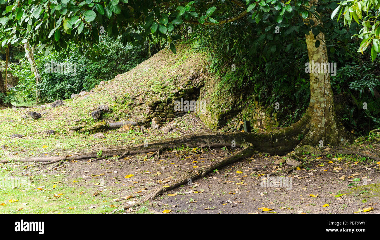 Rain forest in Belize Stock Photo - Alamy