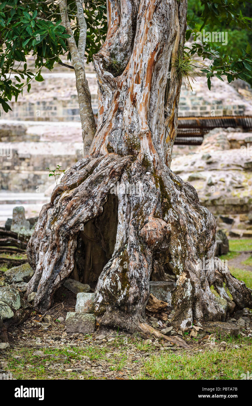Old tree in Copan, an archaeological site of the Maya civilization, Honduras Stock Photo