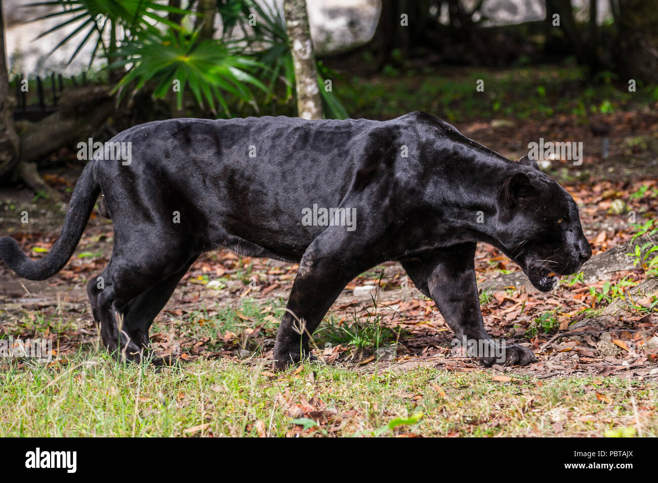Black Panther Teeth Stock Photos & Black Panther Teeth Stock Images Alamy